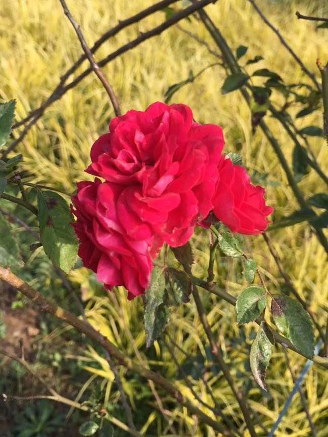 <a href='https://www.lvbad.com/tengbenpanyuanzhiwu/3421.html' target='_blank'>蔷薇花</a>