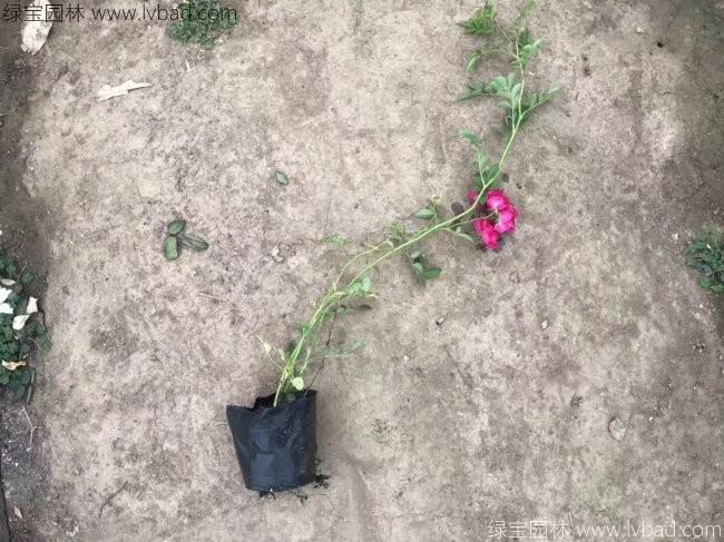 蔷薇花