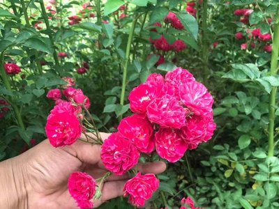 蔷薇花