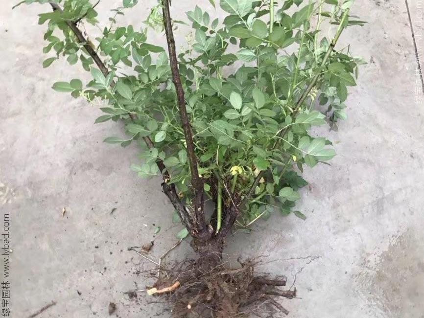 蔷薇花