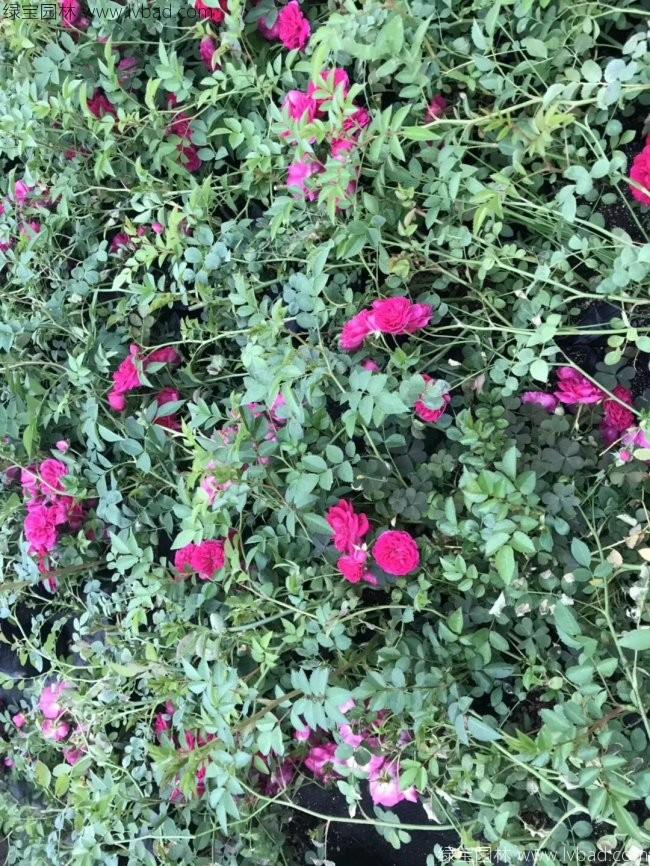 蔷薇花