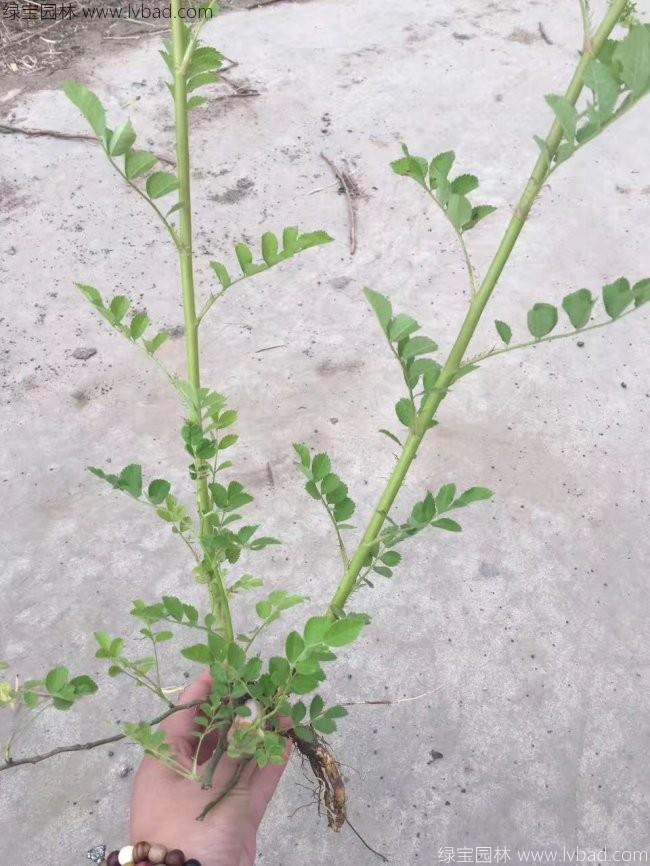 蔷薇花
