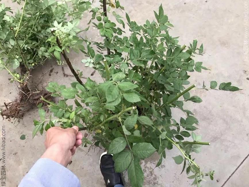 蔷薇花