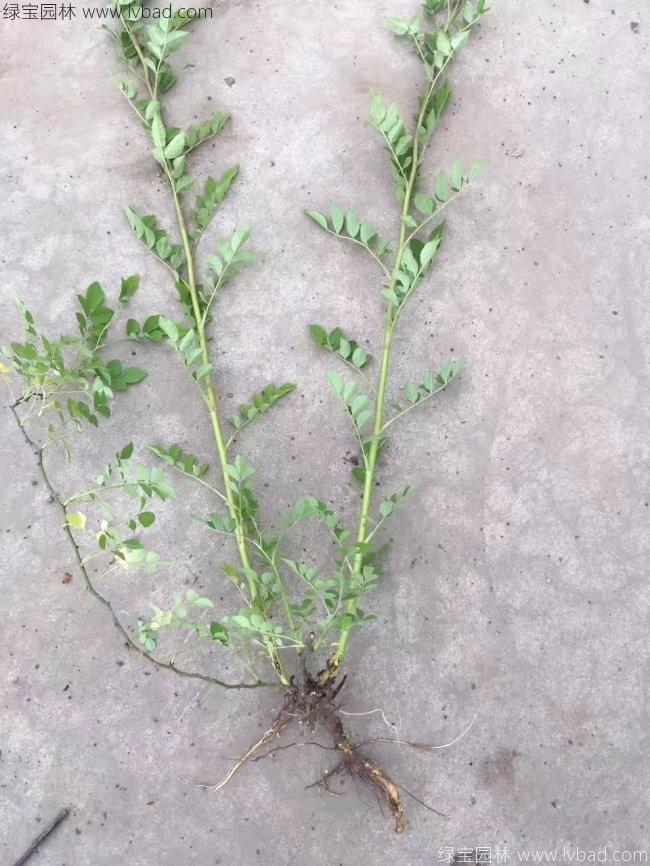 蔷薇花