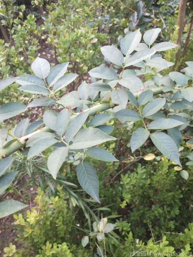 蔷薇花