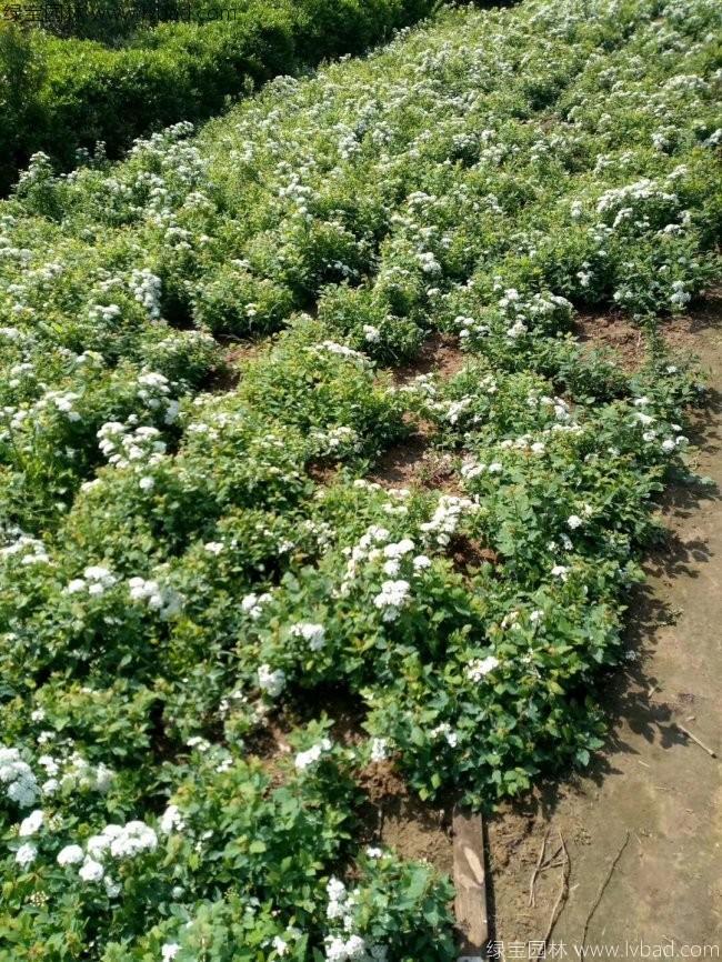 蔷薇花