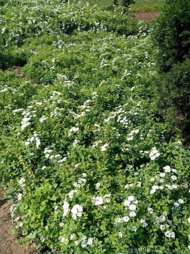 蔷薇花