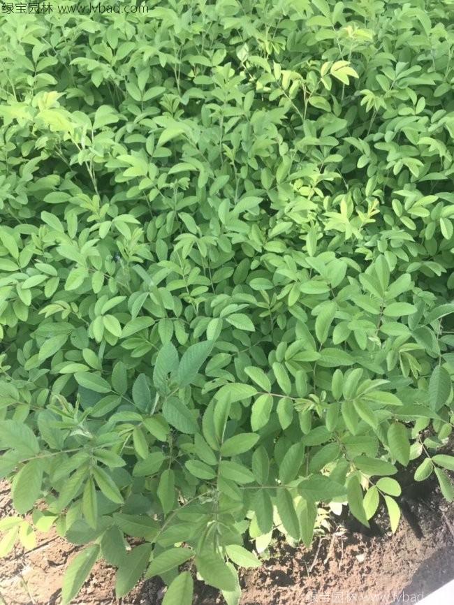 蔷薇花