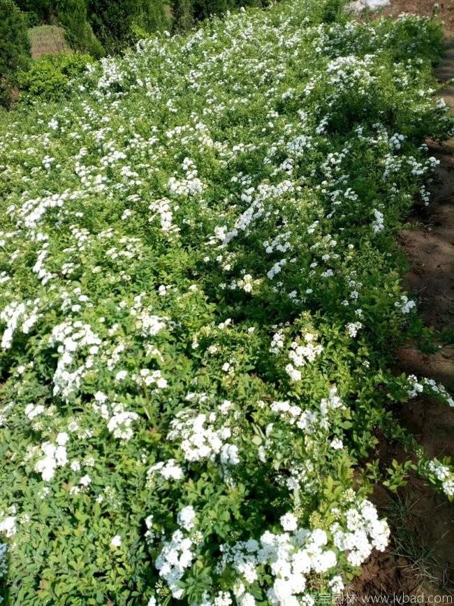 蔷薇花
