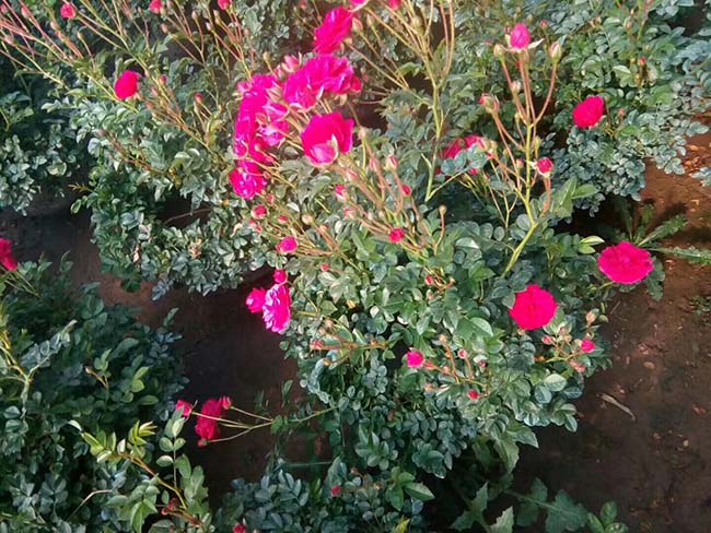 蔷薇花