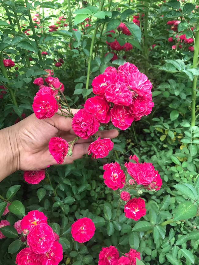 蔷薇花