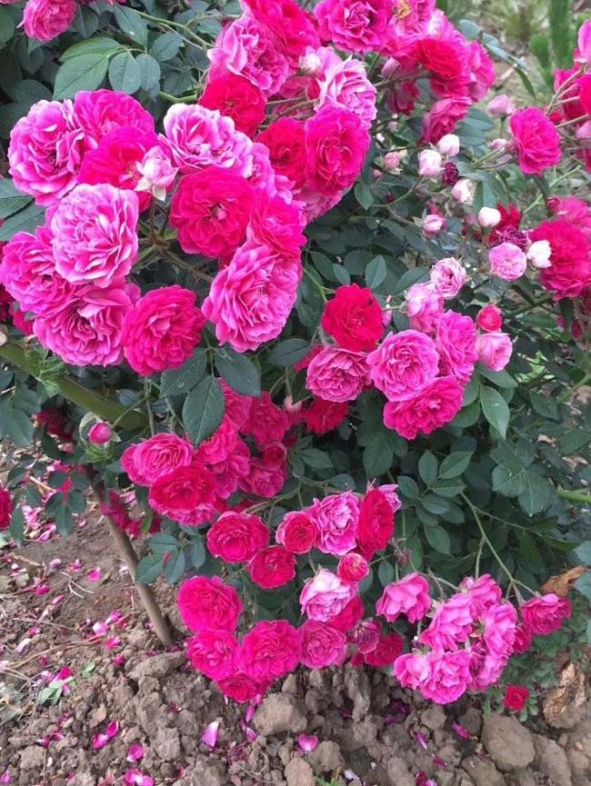 蔷薇花