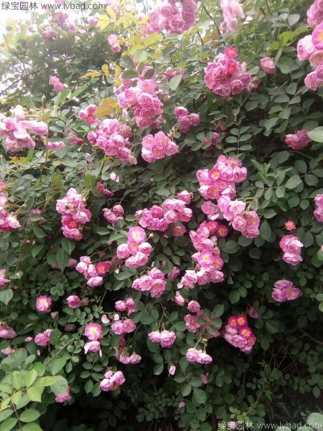 蔷薇花