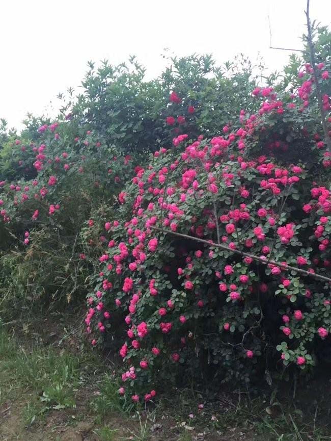 蔷薇花