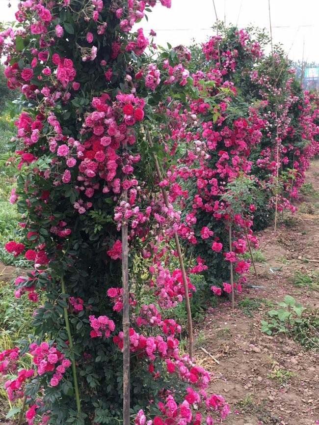 蔷薇花