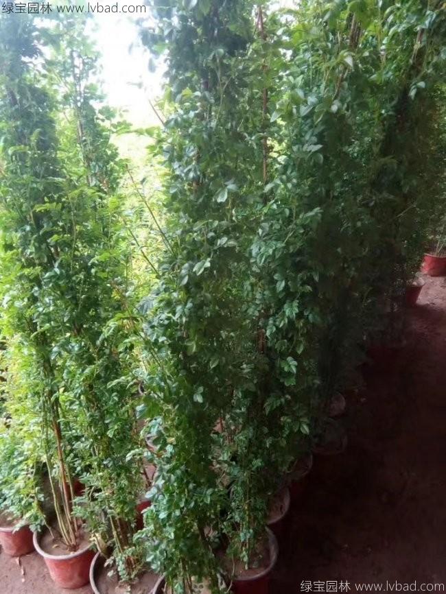 蔷薇花