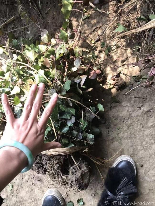 三叶地锦