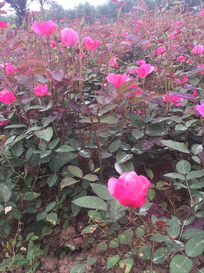 丰花月季