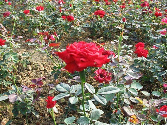 红帽<a href='https://www.lvbad.com/tengbenpanyuanzhiwu/3570.html' target='_blank'>月季</a>
