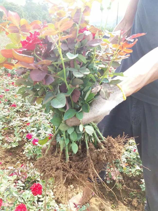红帽月季