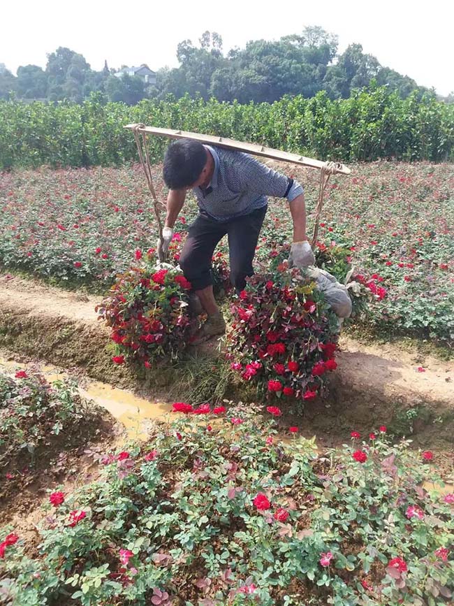 红帽月季