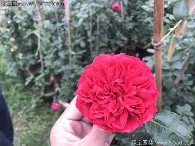 藤本<a href='https://www.lvbad.com/tengbenpanyuanzhiwu/3570.html' target='_blank'>月季</a>