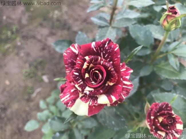 欧月<a href='https://www.lvbad.com/linmuzhongzi/1700.html' target='_blank'>月季花</a>苗