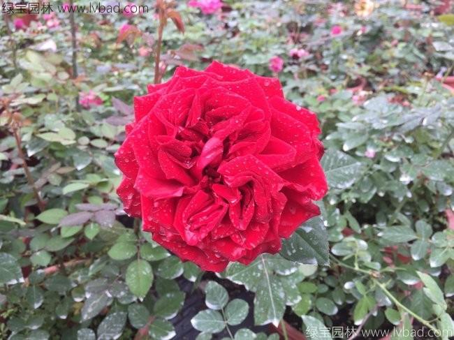 欧月<a href='https://www.lvbad.com/linmuzhongzi/1700.html' target='_blank'>月季花</a>苗