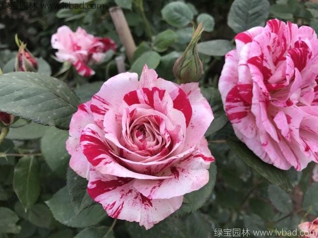 欧月<a href='https://www.lvbad.com/tengbenpanyuanzhiwu/3570.html' target='_blank'>月季</a>花苗