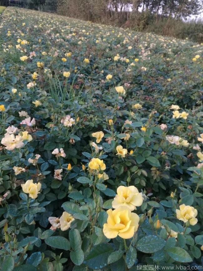 欧月月季花苗