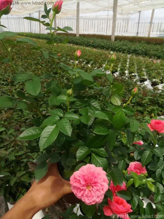 欧月月季花苗