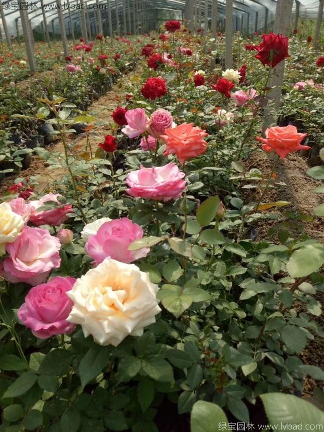 欧月月季花苗