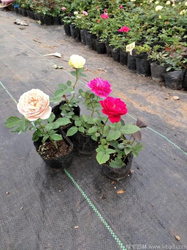 欧月月季花苗