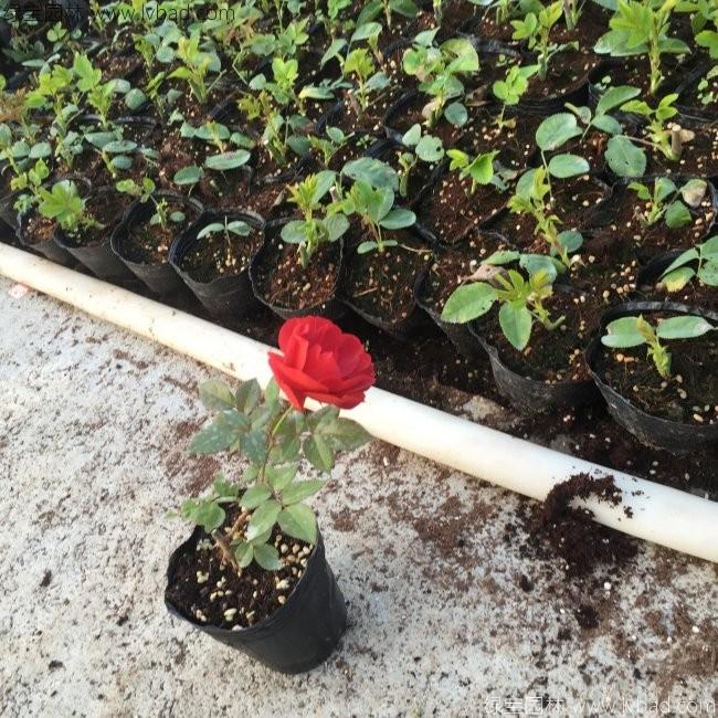 欧月月季花苗