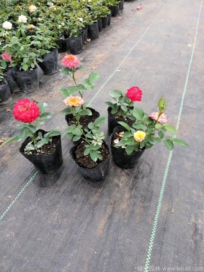 欧月月季花苗