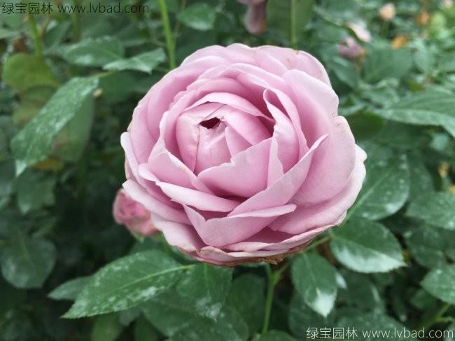 <a href='https://www.lvbad.com/linmuzhongzi/1700.html' target='_blank'>月季花</a>