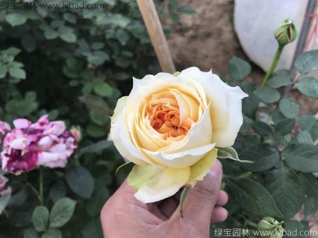 <a href='https://www.lvbad.com/tengbenpanyuanzhiwu/3570.html' target='_blank'>月季</a>花