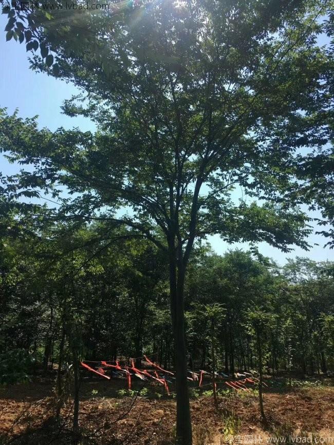 红榉树