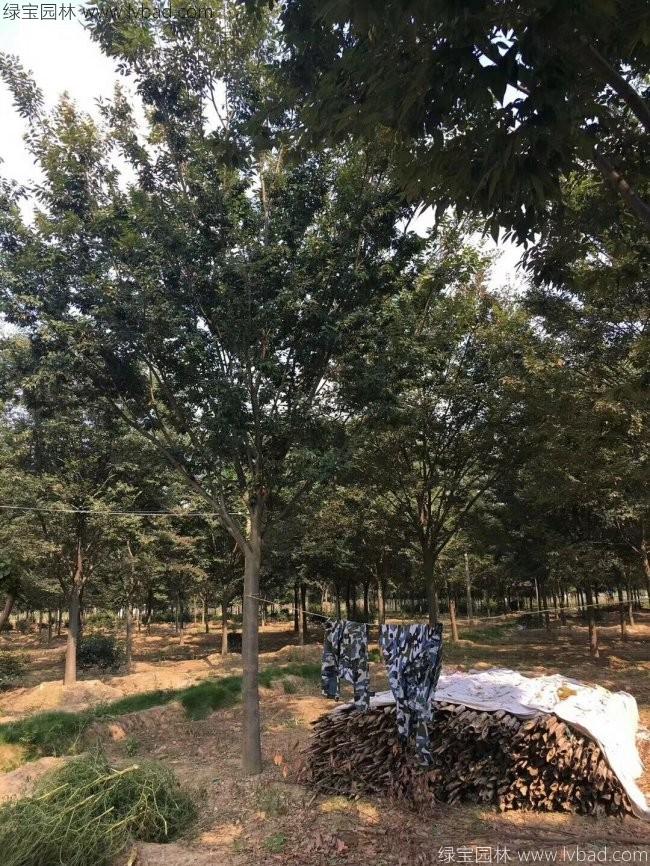 红榉树