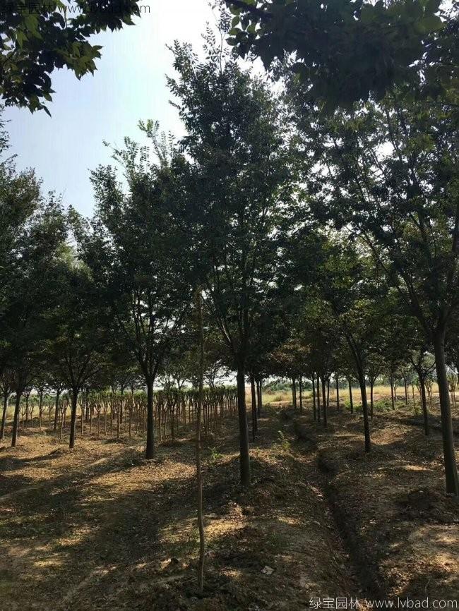 红榉树