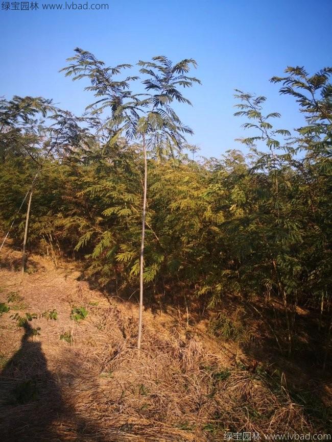 合欢树