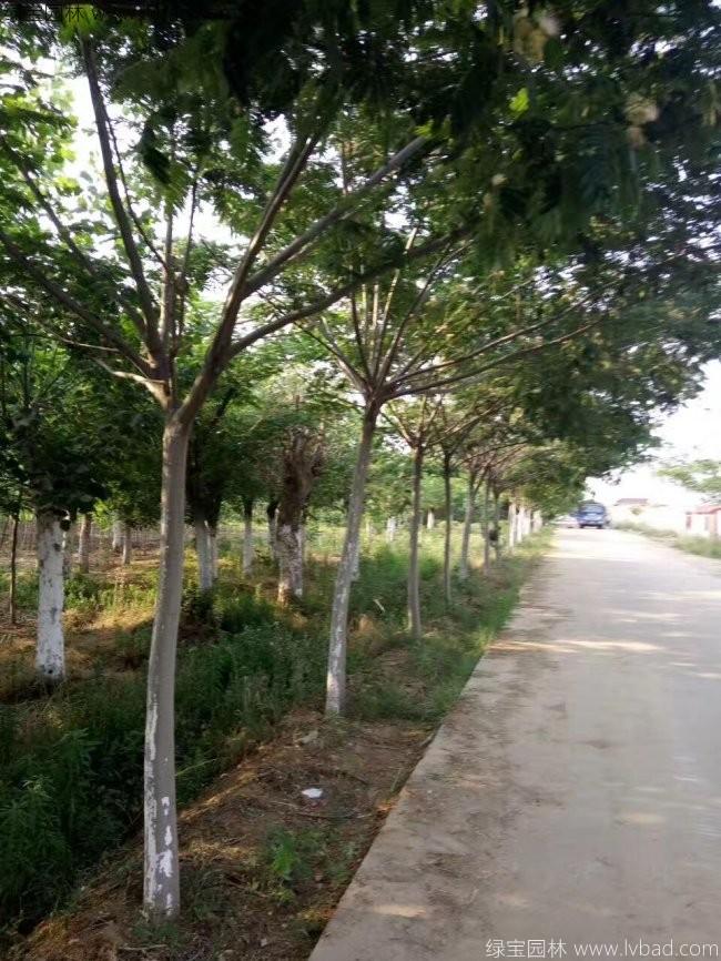 合欢树