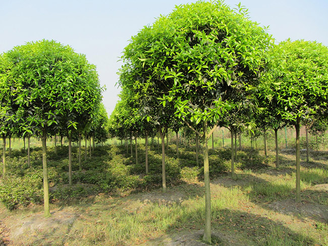 <a href='https://www.lvbad.com/linmuzhongzi/1768.html' target='_blank'>桂花</a>树