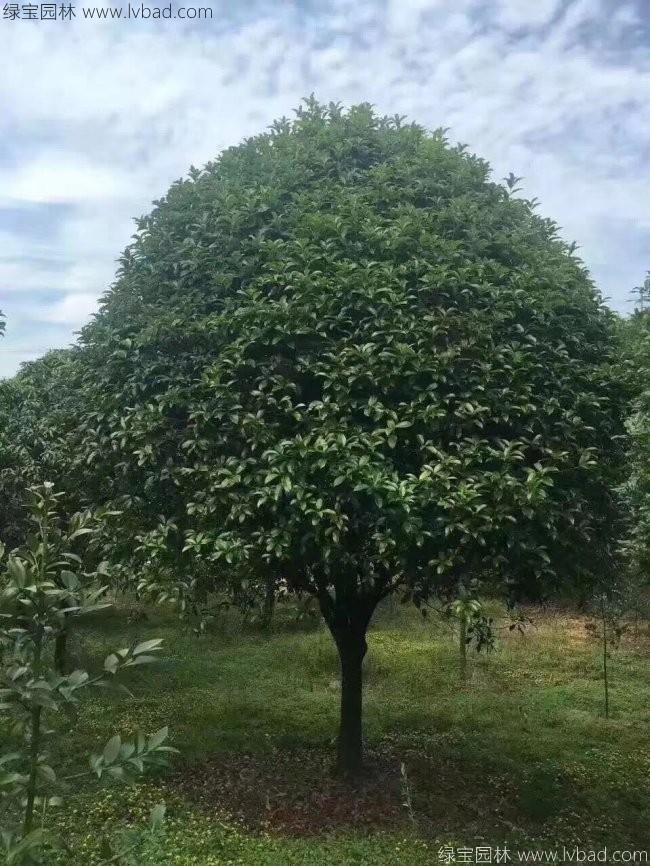 桂花树