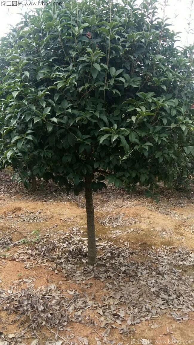 桂花树