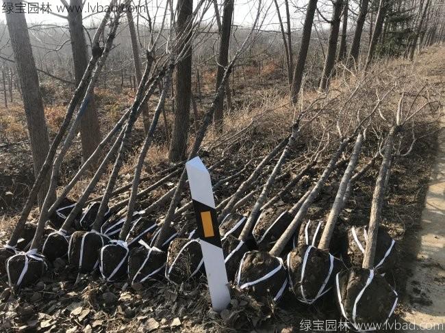 金叶榆