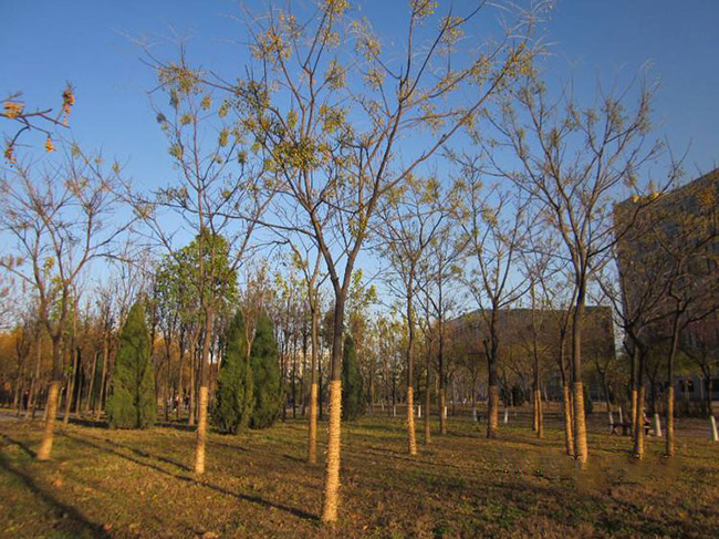 <a href='https://www.lvbad.com/xingdaoshu/3368.html' target='_blank'>苦楝树</a>