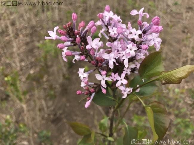 <a href='https://www.lvbad.com/dibeiguanmu/3581.html' target='_blank'>丁香花</a>