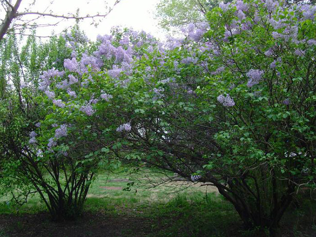 <a href='https://www.lvbad.com/dibeiguanmu/3581.html' target='_blank'>丁香花</a>