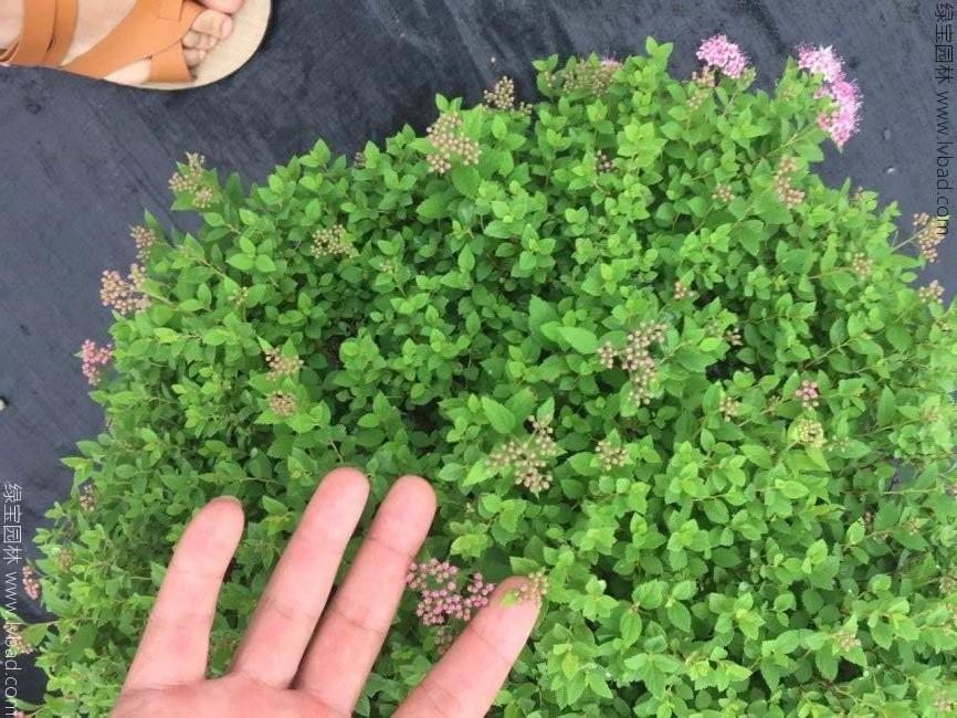 绣线菊